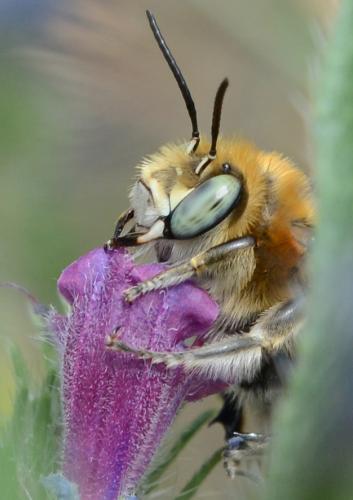 Réf. 189 894 : Anthophora femorata